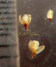  Male Flowers and 1 Stamen